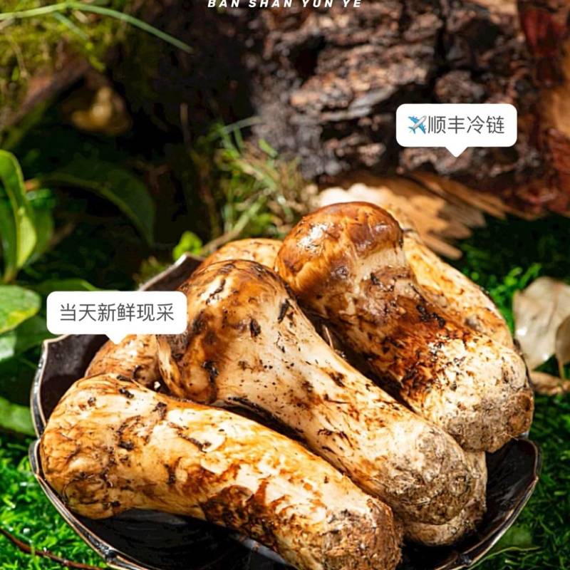 松茸