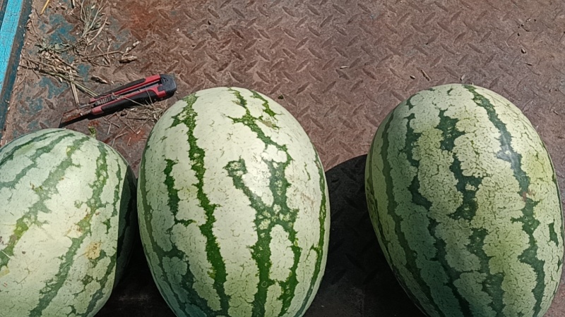 金城5