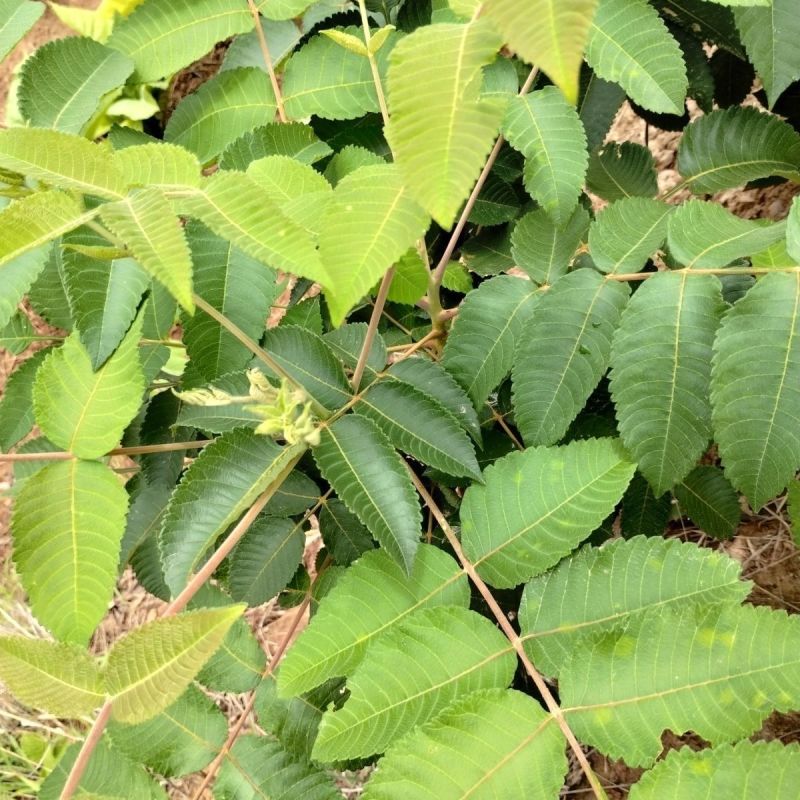 盐肤木种子厂家一手货源批发品质保证价格美丽欢迎下单咨询