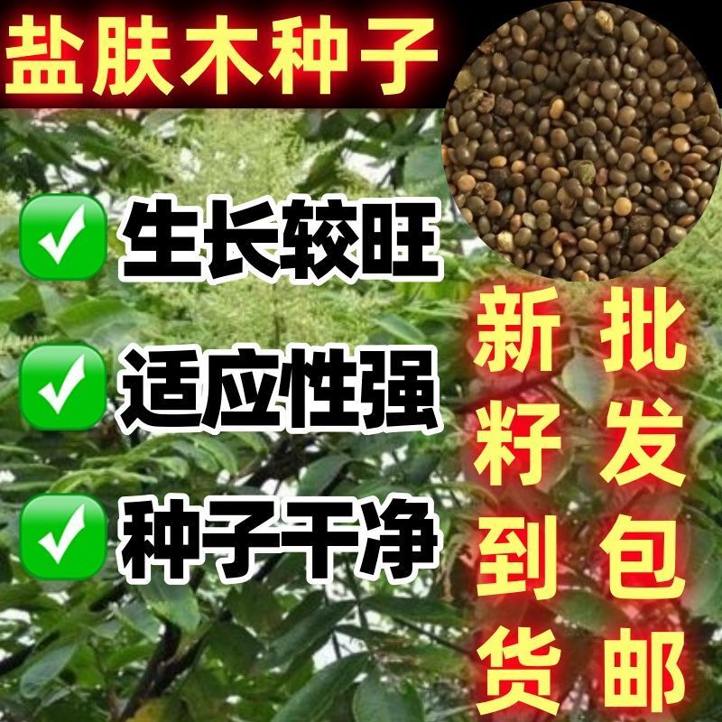盐肤木种子厂家一手货源批发品质保证价格美丽欢迎下单咨询