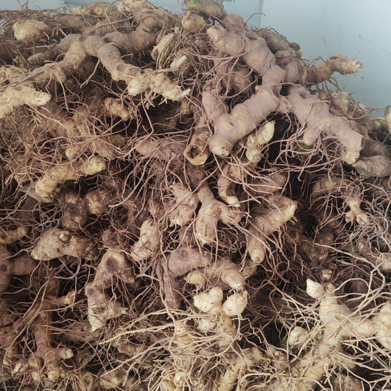 零售批发多花黄精鲜货