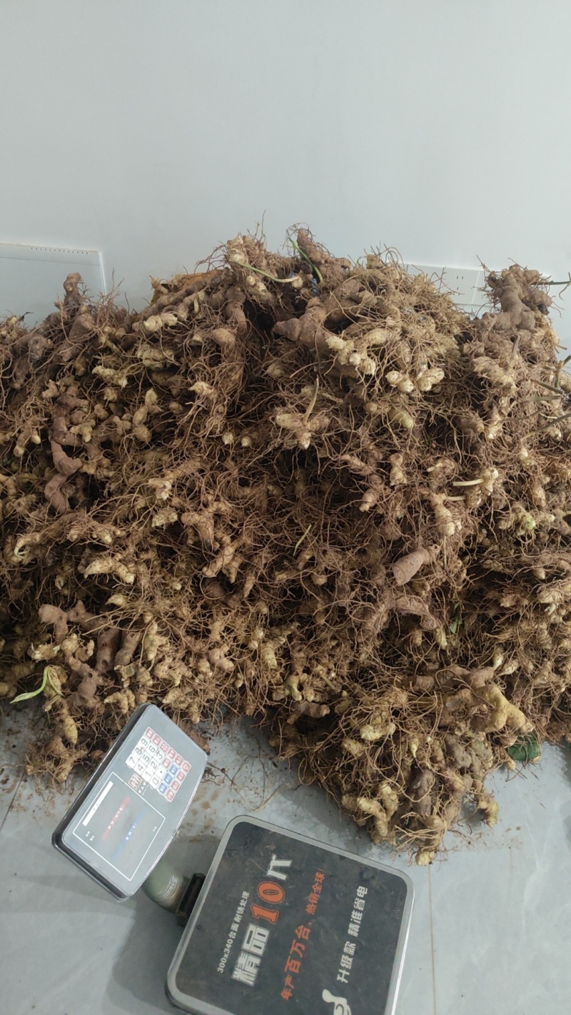 零售批发多花黄精鲜货
