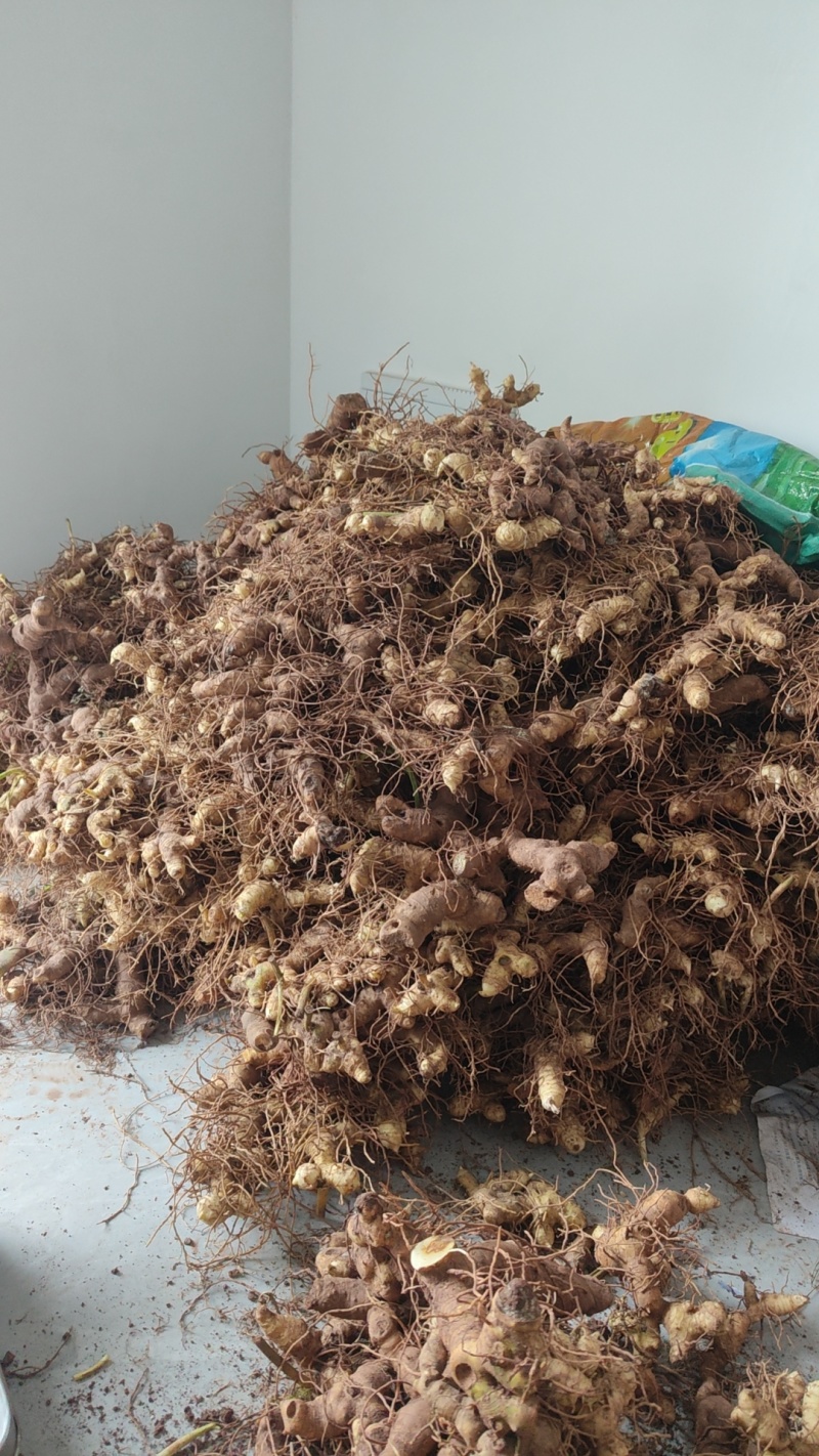 零售批发多花黄精鲜货
