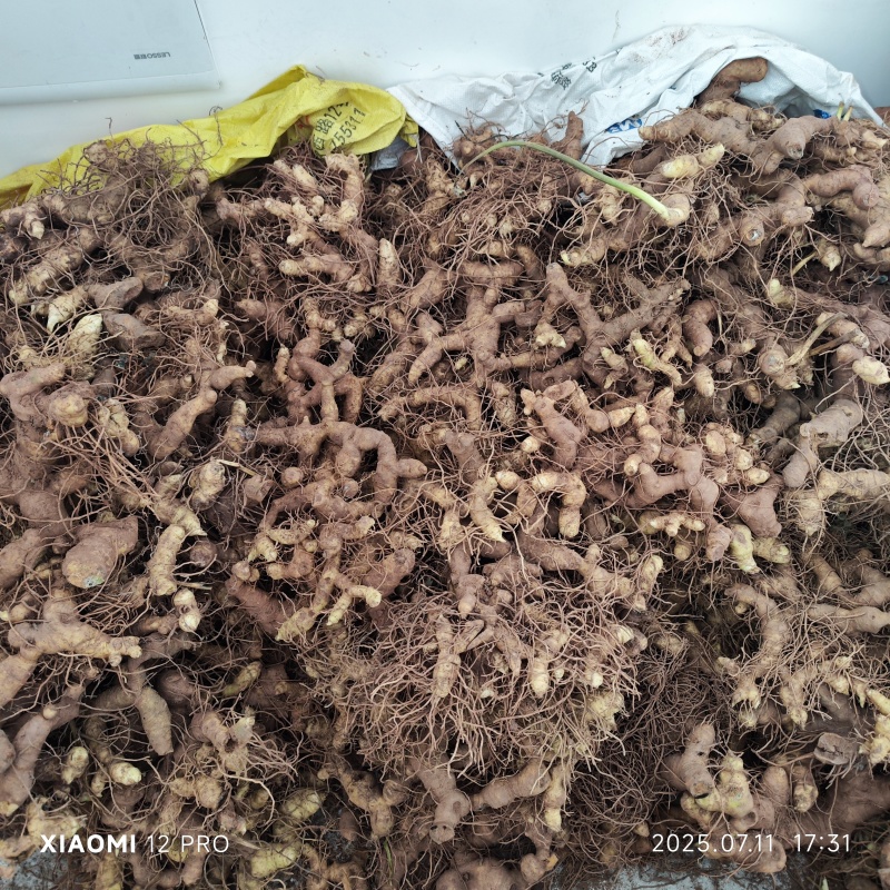 零售批发多花黄精鲜货