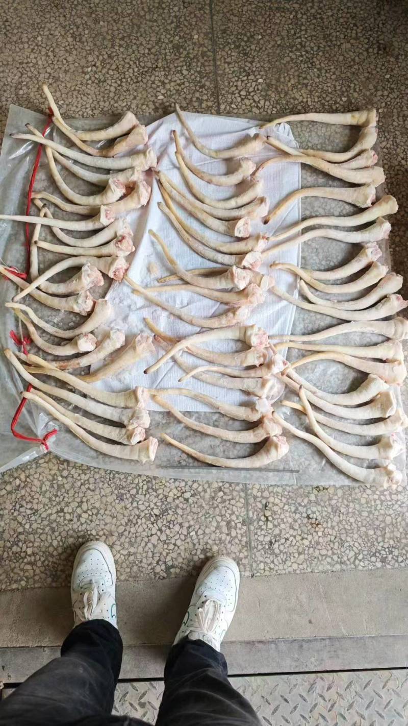 长尾猪尾30公分左右