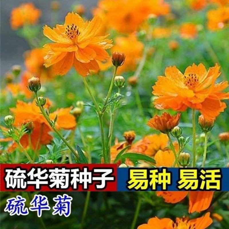 硫华菊种子厂家一手货源批发品质保证价格美丽欢迎下单咨询