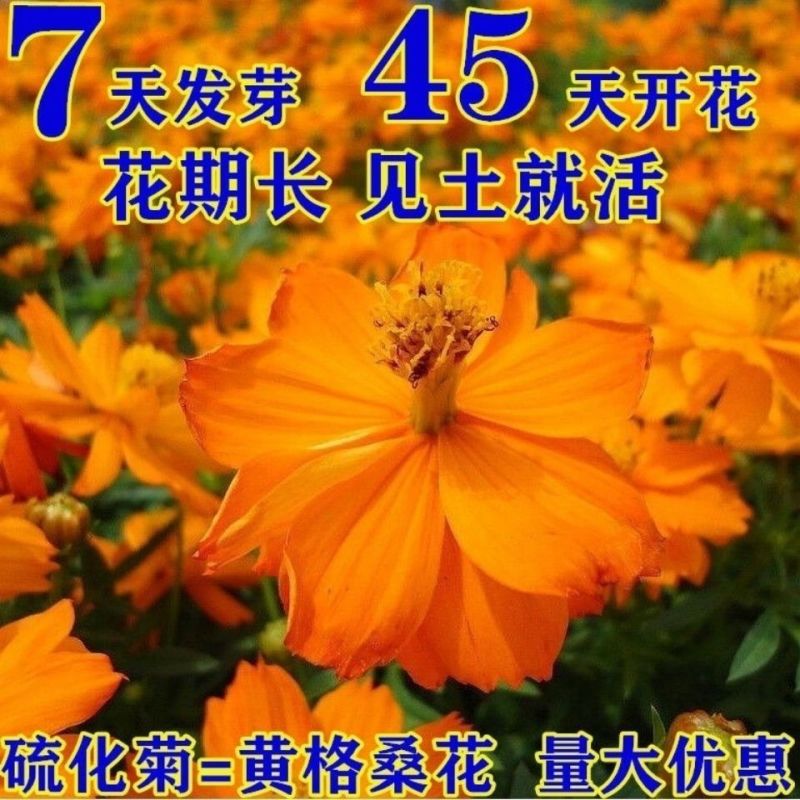 硫华菊种子厂家一手货源批发品质保证价格美丽欢迎下单咨询