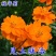 硫华菊种子厂家一手货源批发品质保证价格美丽欢迎下单咨询
