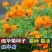 硫华菊种子厂家一手货源批发品质保证价格美丽欢迎下单咨询
