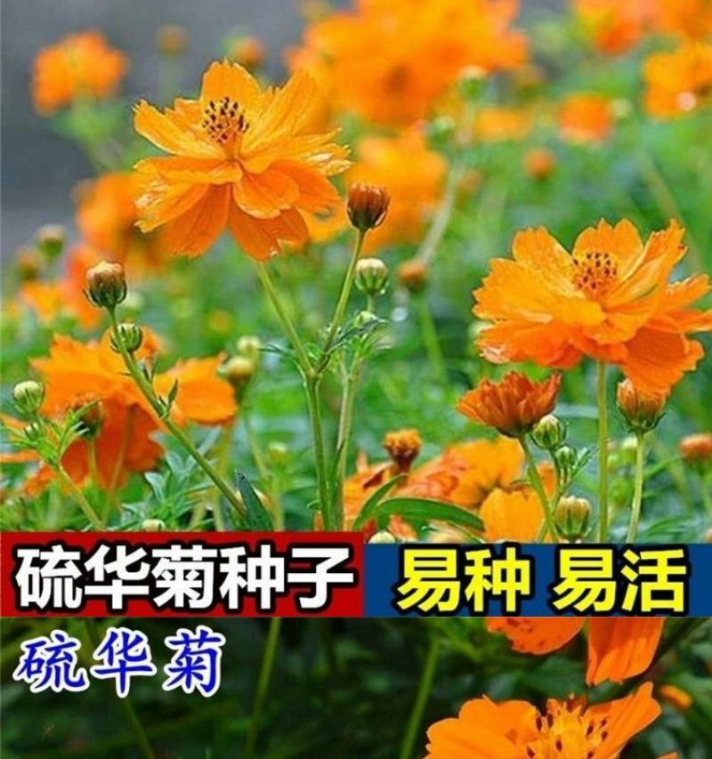 硫华菊种子厂家一手货源批发品质保证价格美丽欢迎下单咨询