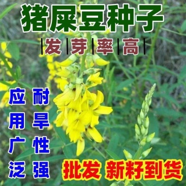 猪屎豆种子厂家一手货源批发品质保证价格美丽欢迎下单