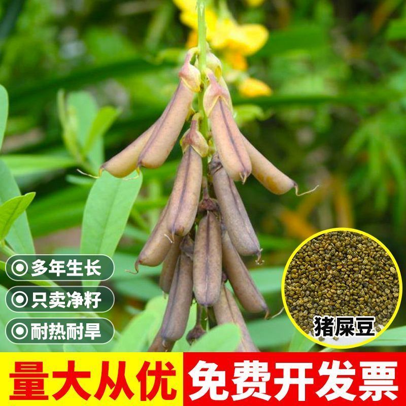 猪屎豆种子厂家一手货源批发品质保证价格美丽欢迎下单