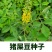 猪屎豆种子厂家一手货源批发品质保证价格美丽欢迎下单