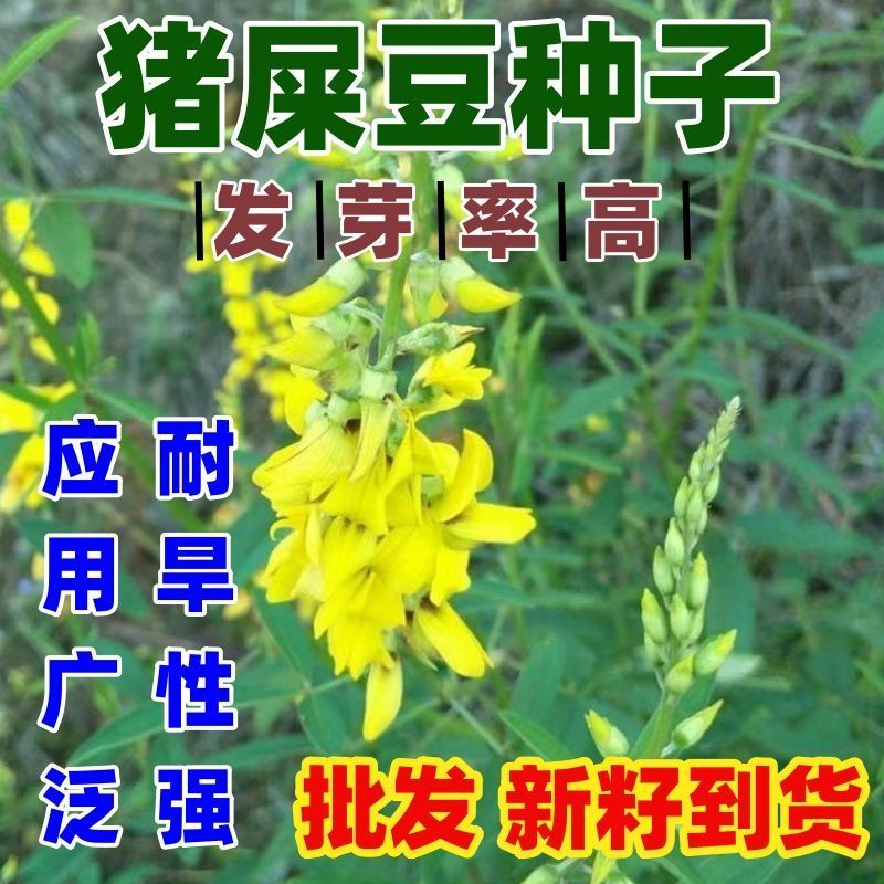 猪屎豆种子厂家一手货源批发品质保证价格美丽欢迎下单