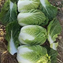 大量供河北张家口地区玲珑黄白菜，量大从优