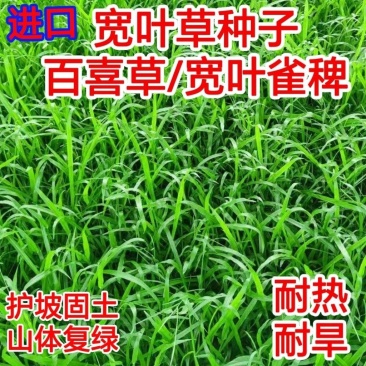 宽叶草种子厂家一手货源批发品质保证价格美丽欢迎下单咨询