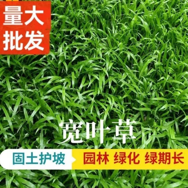 宽叶草种子厂家一手货源批发品质保证价格美丽欢迎下单咨询