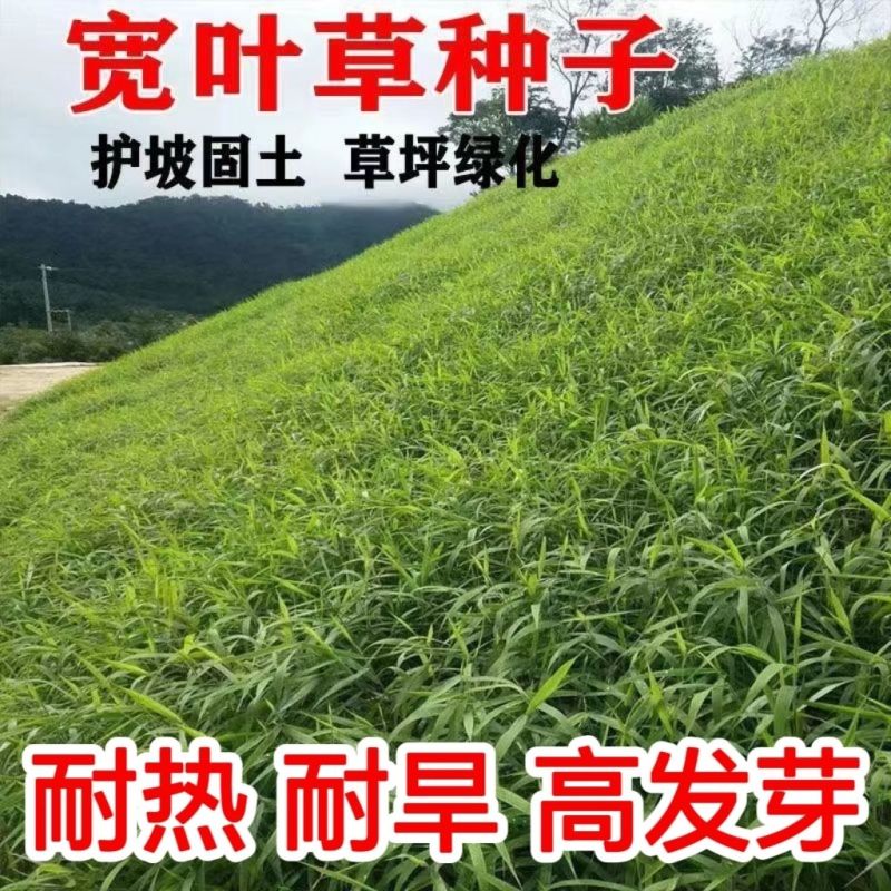 宽叶草种子厂家一手货源批发品质保证价格美丽欢迎下单咨询