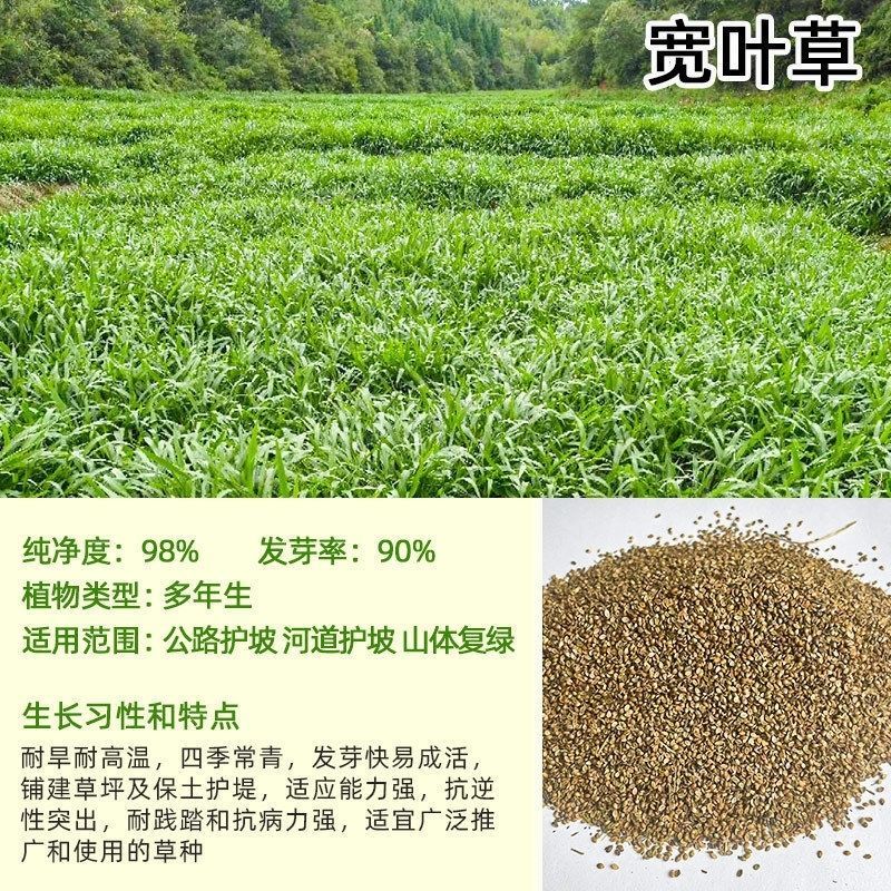 宽叶草种子厂家一手货源批发品质保证价格美丽欢迎下单咨询