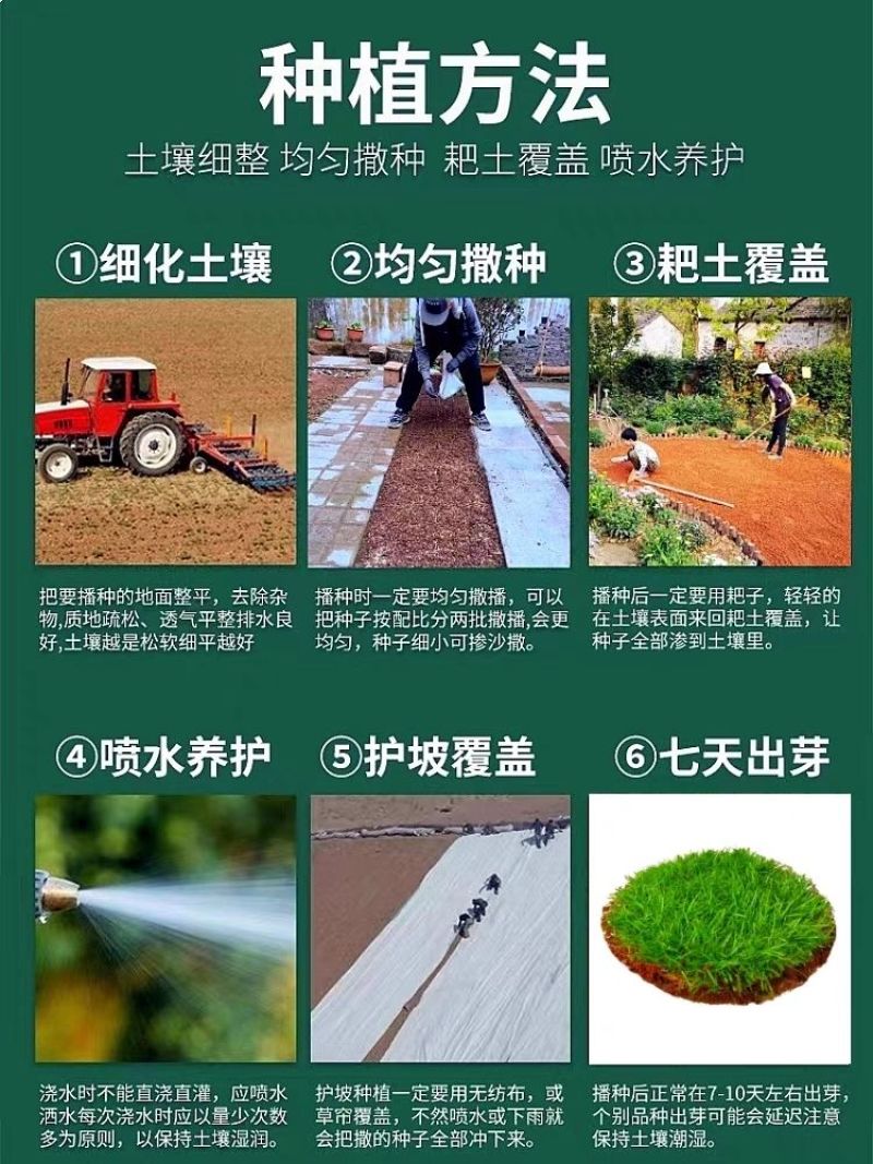 宽叶草种子厂家一手货源批发品质保证价格美丽欢迎下单咨询