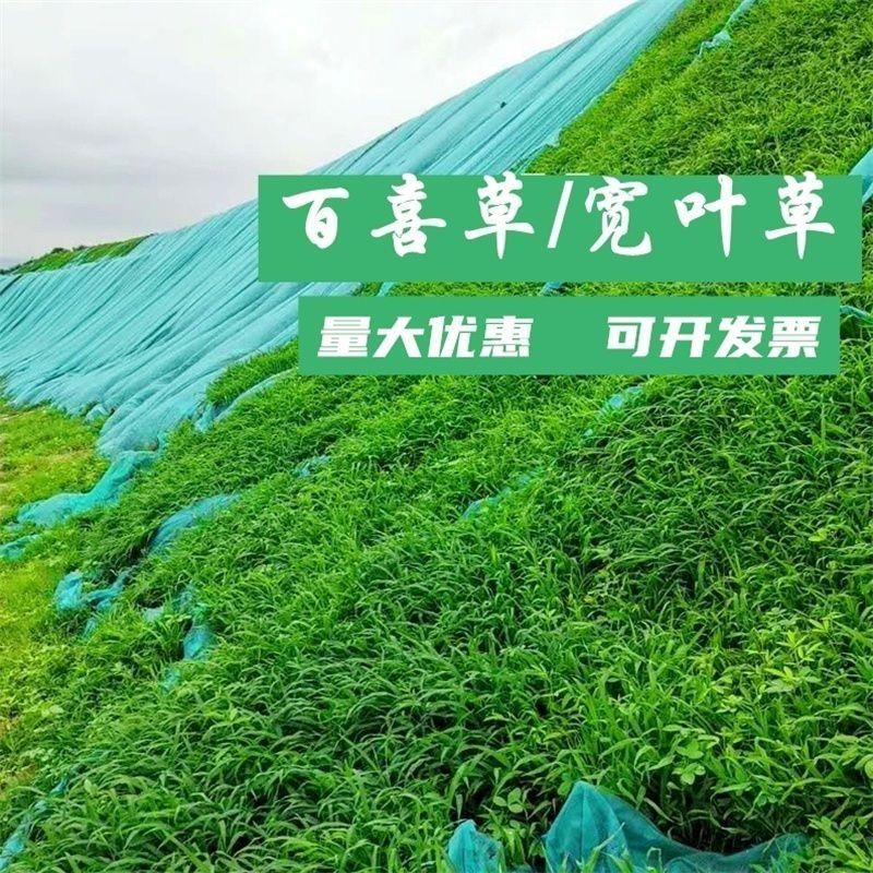 宽叶草种子厂家一手货源批发品质保证价格美丽欢迎下单咨询