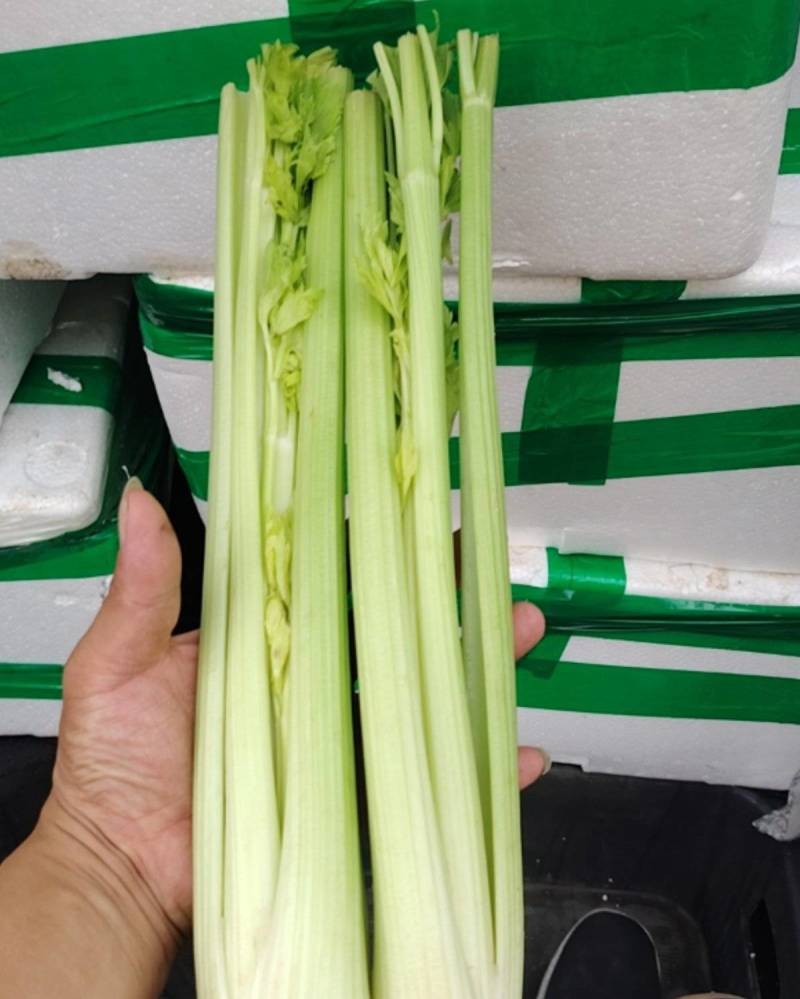 山东西芹