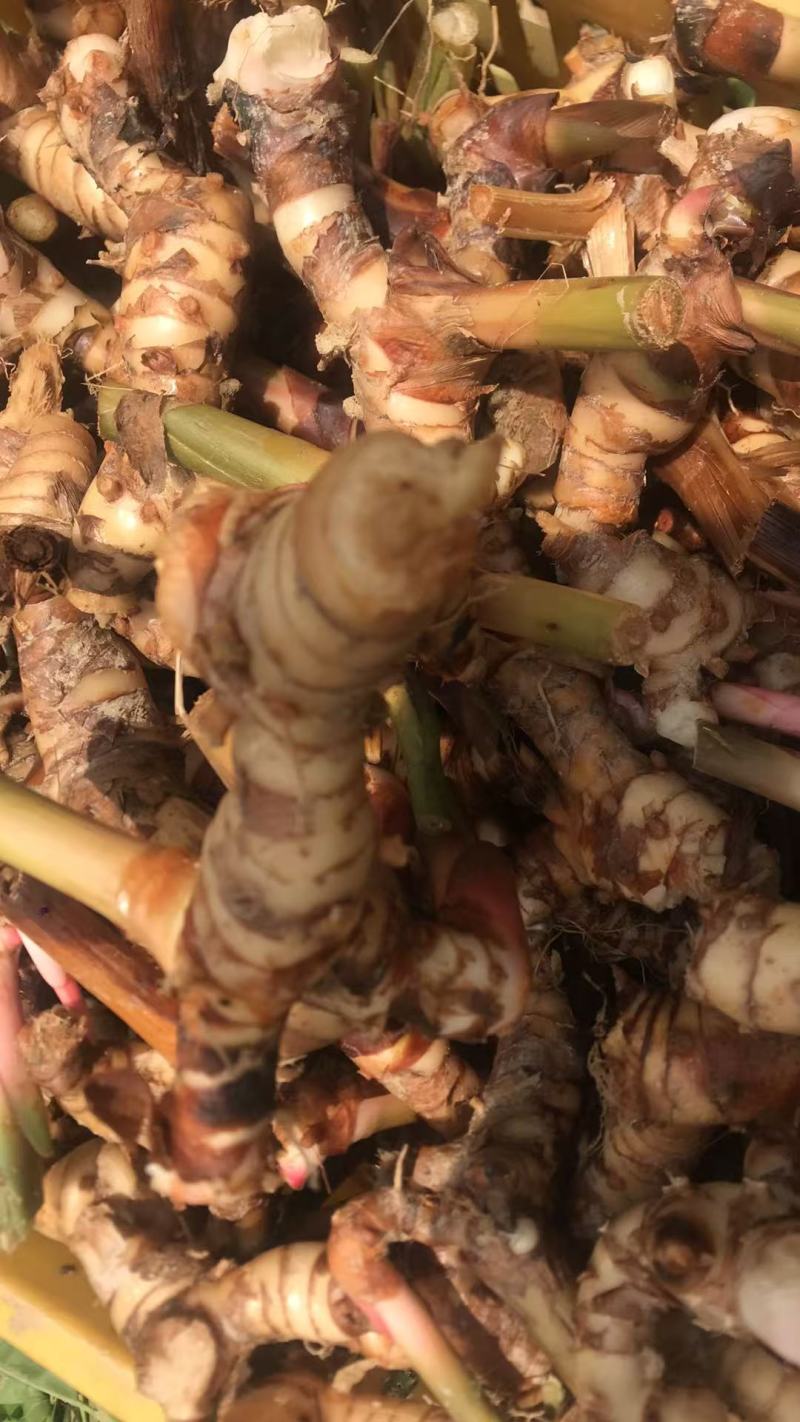 广东产地直供泰国南姜白皮南姜