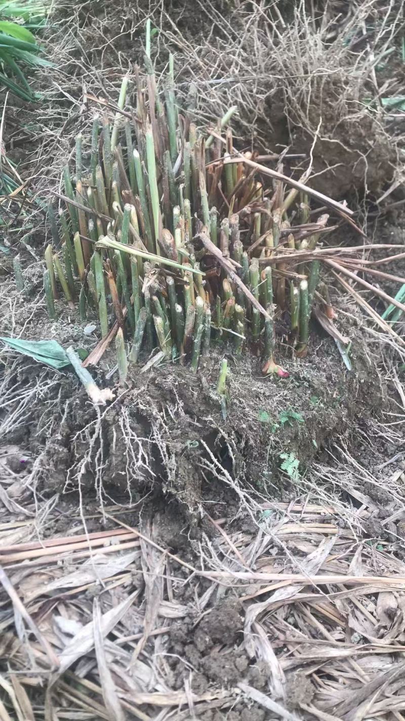 广东产地直供泰国南姜白皮南姜