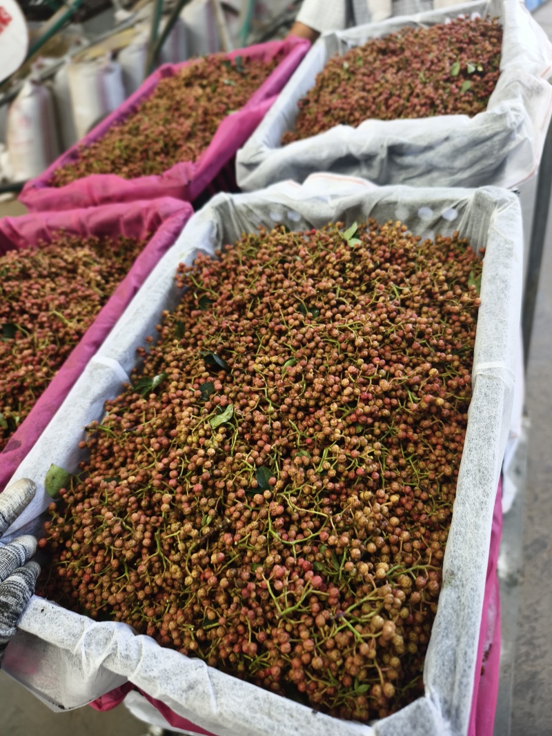 【每日推荐】陕西渭南鲜青花椒产地直发品无虫干净大颗粒