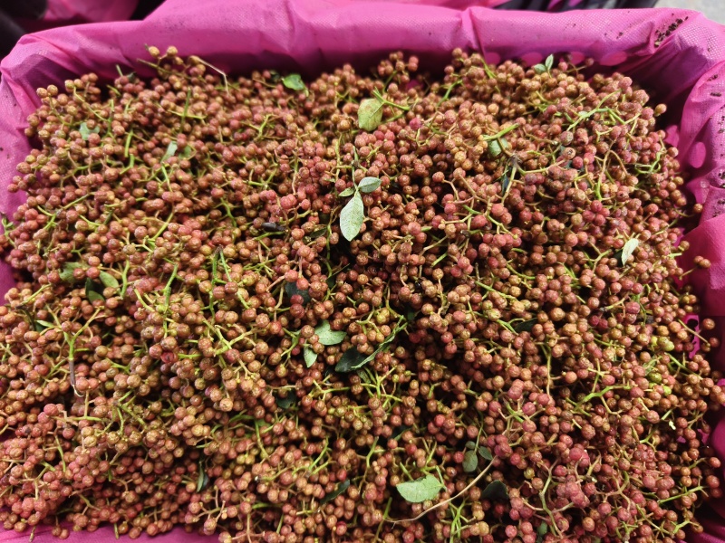 【每日推荐】陕西渭南鲜青花椒产地直发品无虫干净大颗粒