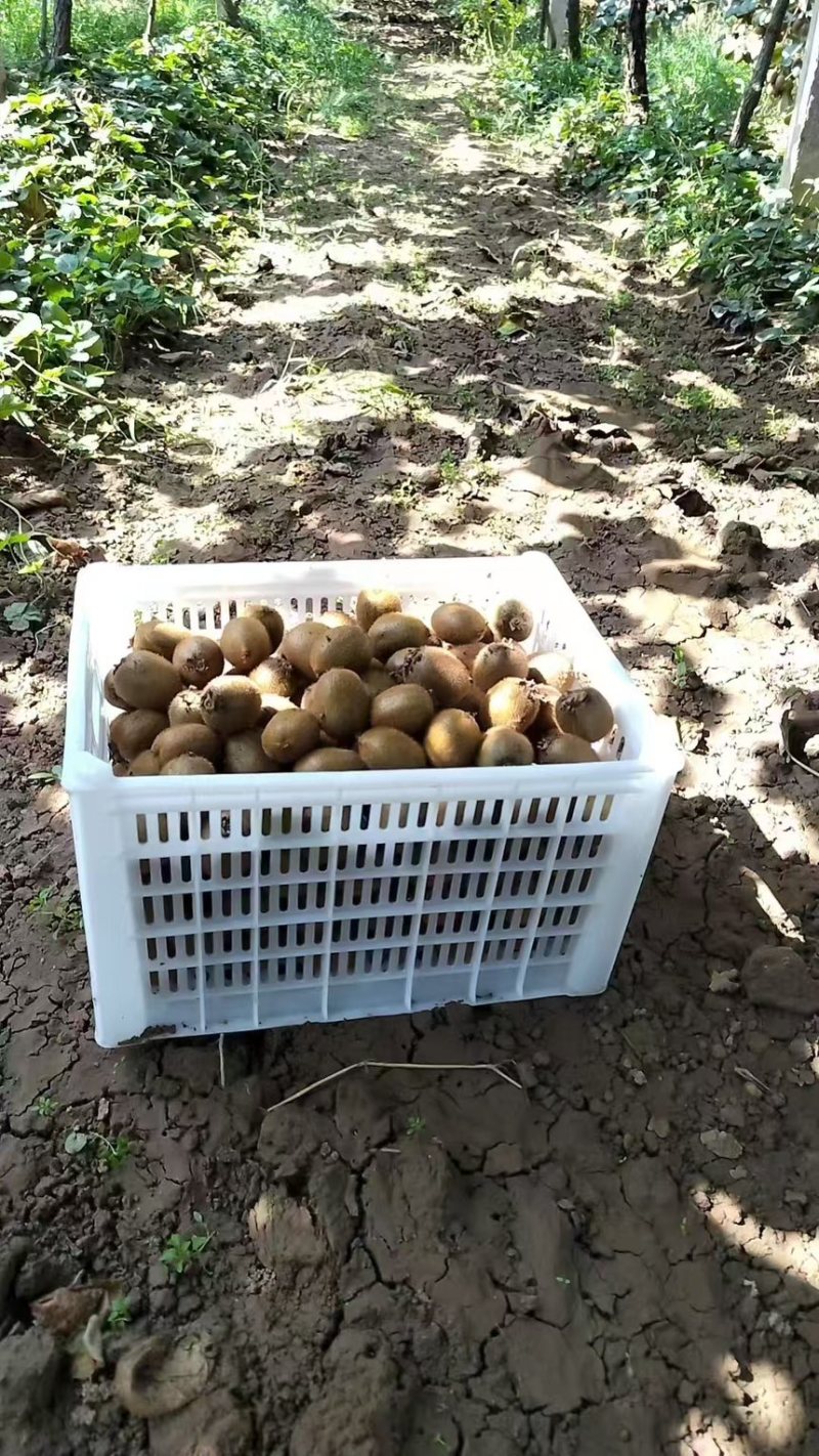 陕西猕猴桃一手货源质量保证全国发货欢迎咨询