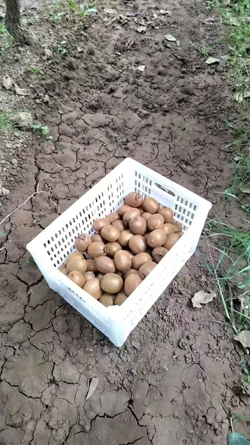 陕西猕猴桃一手货源质量保证全国发货欢迎咨询