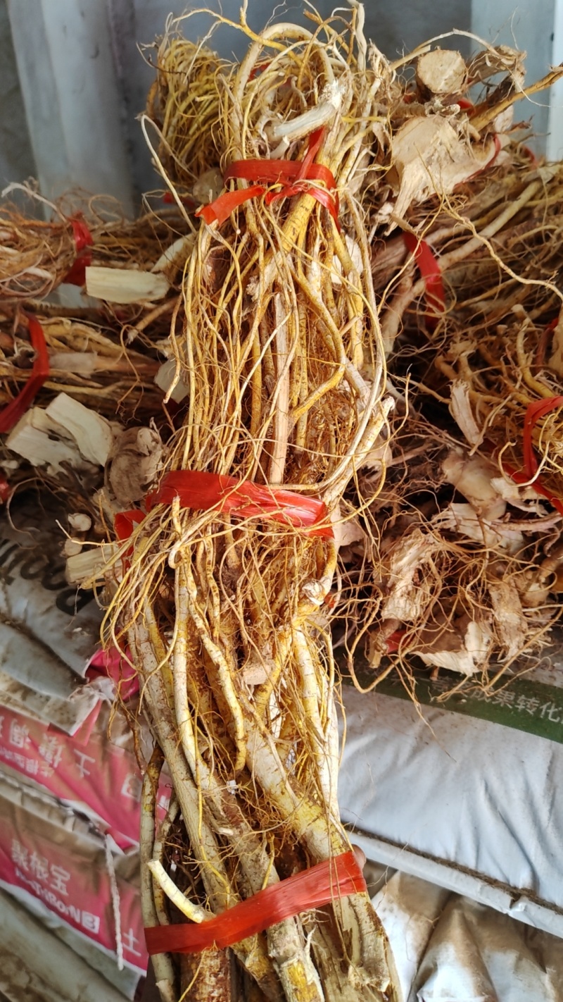 五指毛桃干货，鲜货都有，保证是五指的毛桃根