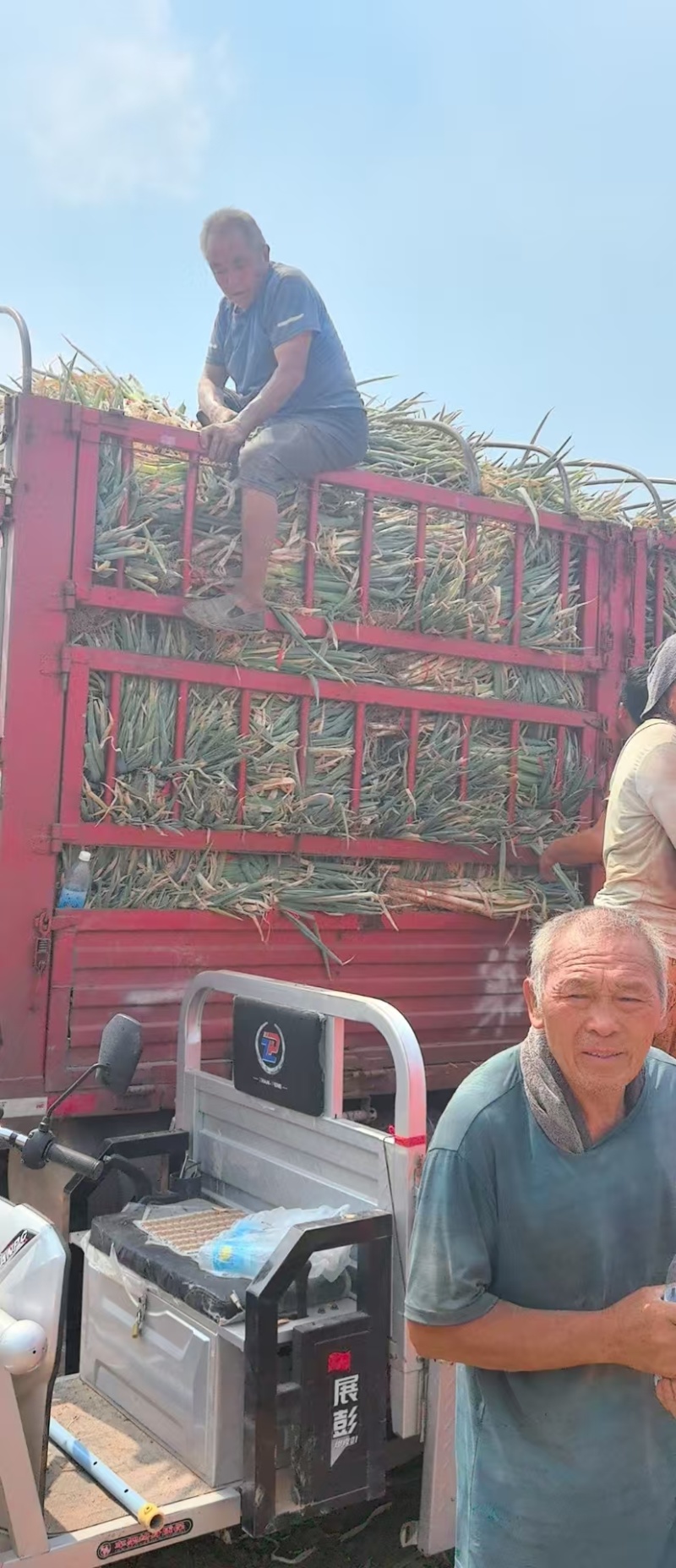 河南大葱精品铁杆大葱钢葱产地一手货源量大从优
