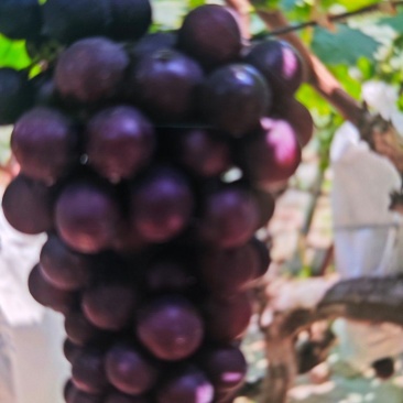 陕西夏黑葡萄颗粒饱满串行紧密货量大按需求分拣打包接电商