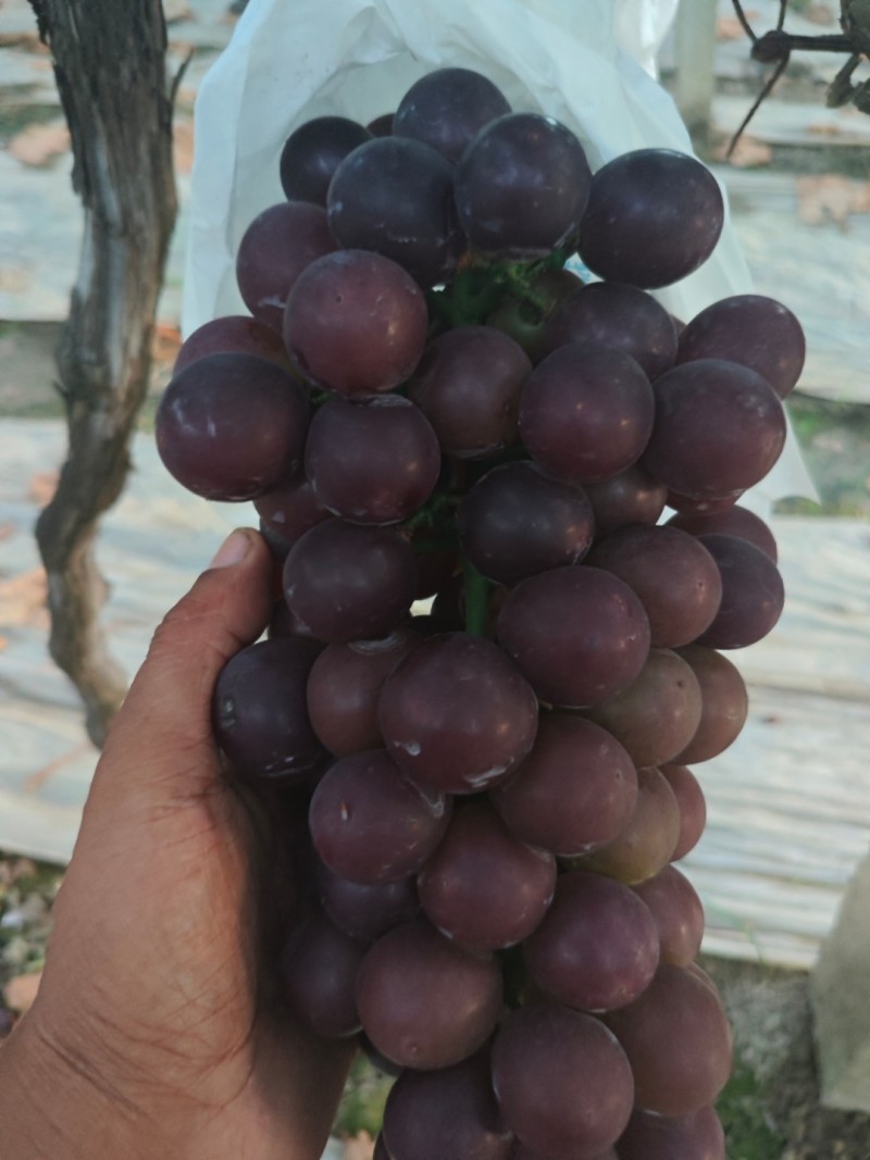 陕西夏黑葡萄颗粒饱满串行紧密货量大按需求分拣打包接电商