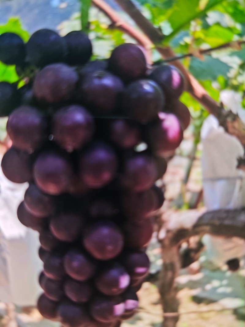 陕西夏黑葡萄颗粒饱满串行紧密货量大按需求分拣打包接电商