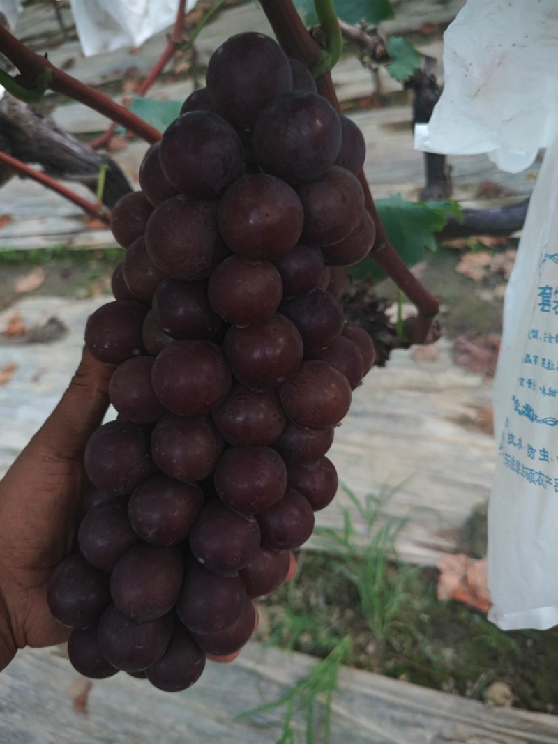 陕西夏黑葡萄颗粒饱满串行紧密货量大按需求分拣打包接电商