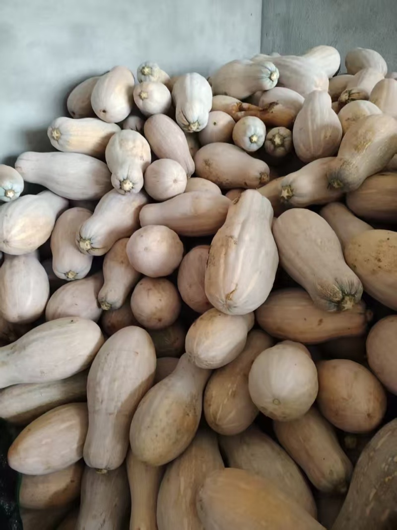 【推荐】四川南瓜/蜜本南瓜/产地直发/视频看货/欢迎咨询