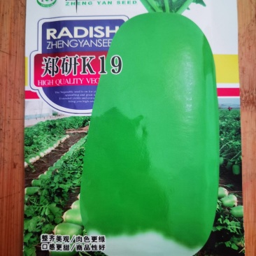 郑研K19绿玉罐萝卜种子皮色亮绿口感脆甜厂家直销