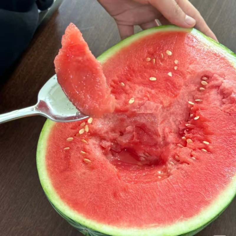 连云港8424美都西瓜，产地直发，一手货源，品质保证