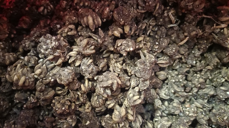 黄皮精品猫爪草
