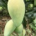 高原芒果