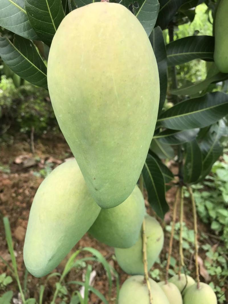 高原芒果