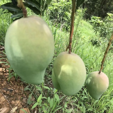 高原芒果