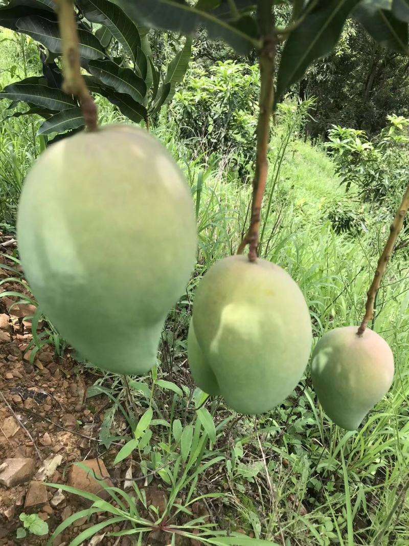 高原芒果