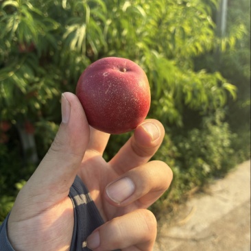 珍珠枣油桃