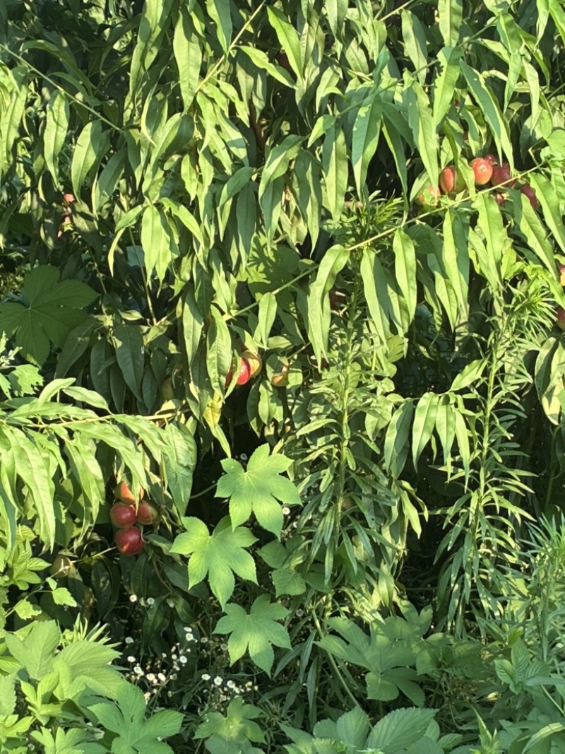 珍珠枣油桃