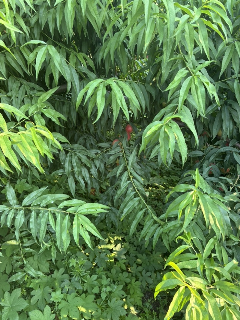 珍珠枣油桃