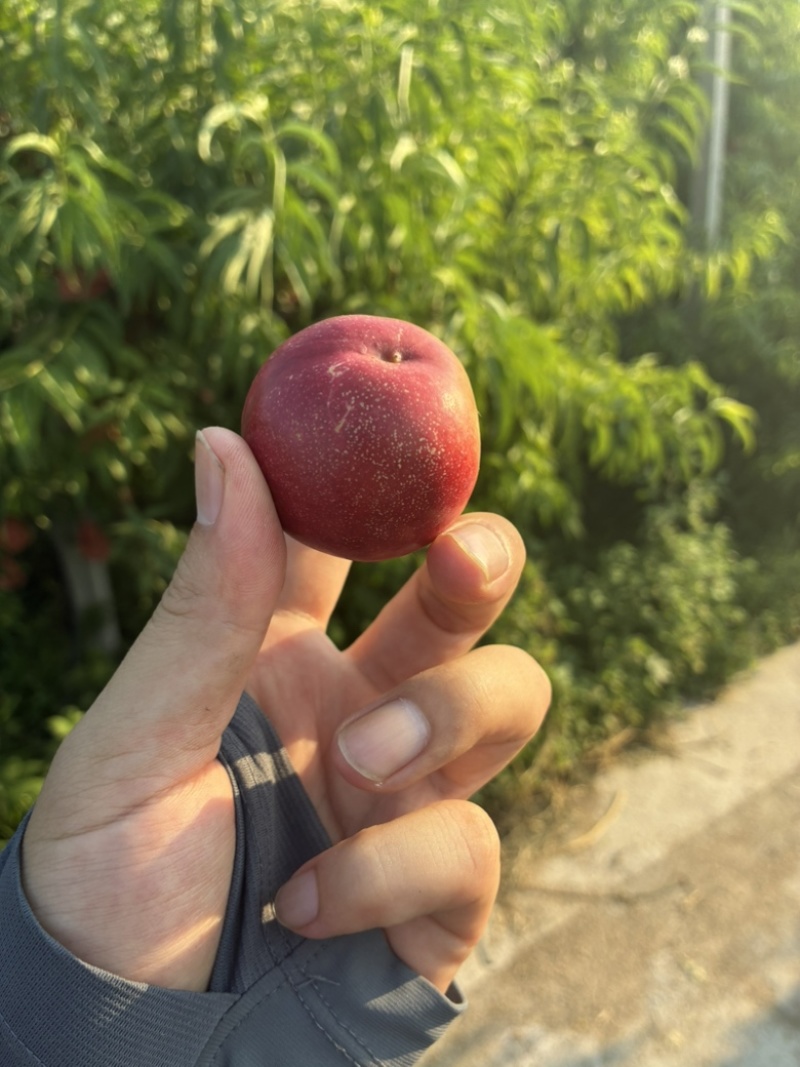 珍珠枣油桃